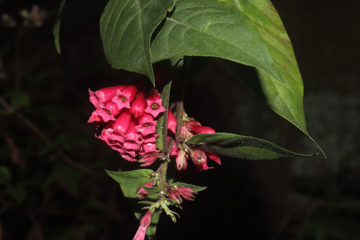 Cestrum elegans (Brongn. ex Neumann) Schltdl.